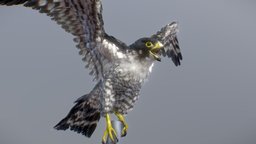 Peregrine Falcon sky, flying, bird, birds, eagle, animals, raptor, wings, falco, crow, hawk, falcon, kite, peregrine, gliding, fly, animal, falconidae