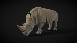 Model 56A rhino, animals, science, 3d-animation, photogrammetry, blender