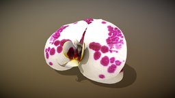 Animated blooming Orchid flower, orchid, spring, nature, subtance, blooming, metashape, photogrammetry, blender, orchidaceae, orchidees
