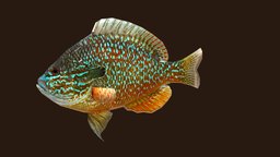 Longear Sunfish fish, animals, ocean, aquatic, sealife, sunfish, longearfish, longearsunfish, lowpoly, animal, animation, animated, sea