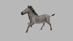 Zebra Run elephant, africa, animals, wild, mammal, rhinoceros, african, zoo, zebra, safari, lion, realistic, reptile, wildlife, tusk, natura, animal