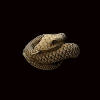 Coiled snake 
