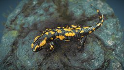 Fire Salamander With Terrain posed, realistic, nature, modeling, asset, animal