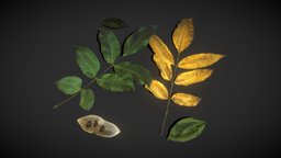 Walnut Leaves tree, plant, walnut, plants, atlas, leaf, foliage, autumn, leaf-tree, low-poly, leaves, plants-nature, walnut-leaves