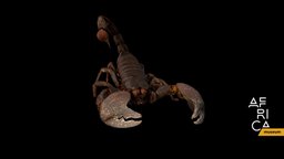 Pandinus imperator africa, scorpion, scorpio, arthropod, invertebrate, rmca, entomology, imperator, pandinus, ivory-coast, africamuseum, photoscan, photogrammetry