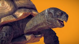 Tortoise Sulcata 01 turtle, tortoise, cycle, reptile, animal, walk, animation