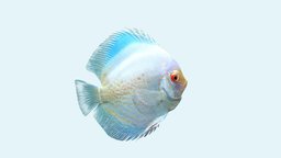 Discus Albino Snakeskin fish, discus, river, underwater, ocean, aquarium, bay, coralreef, albino, freshwater, snakeskin, sea