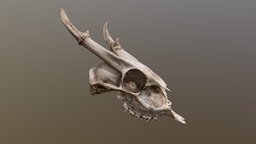 Muntjac Deer Skull small, bone, deer, anima, muntjac, photoscan, photogrammetry, skull, 3dscan
