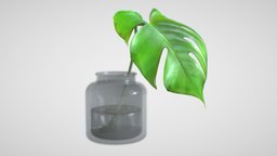 Monstera B03 leaf, monstera, house-plant