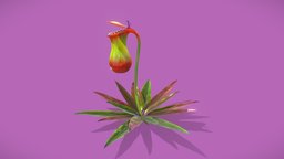 nepenthes plant, flower, nepenthes