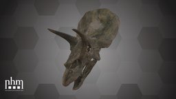 Triceratops horridus (NHMW-Geo 2000z0185/0001) 3dscanning, artec, triceratops, museum, vienna, wien, skull, 3dscan, dinosaur, artecleo, nhmw, naturhistorisches
