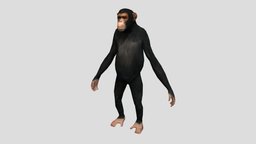 Chimp Rig chimp, controller, maya2017, rigged, skinweight