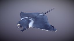 Manta Ray shark, marine, fish, ray, underwater, dolphin, ocean, ready, manta, stingray, sting, nature, swim, mantaray, game, creature, animal, animation, animated