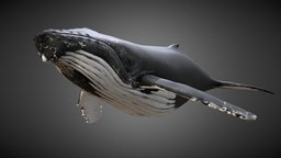 Knølhval (Megaptera Novaeangliae) Humpback Whale marine, underwater, mammal, ocean, whale, humpback, 3d, model, sea