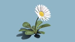 Bellis Perennis (Daisy) plant, flower, garden, spring, vegetation, fleur, timelapse, flor, nature, fiore, petal, blossom, daisy, blooming, bellis, perennis, blender, animated, bellisperennis, boraginaceae, blute