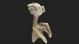 brachial plexus (plexus brachialis) cat katze, nerven, veterinary-anatomy, plexus_brachialis