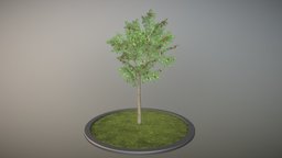 Rowan Tree tree, flora, small, summer, game-ready, rowan, vis-all-3d, sommer, eberesche, 4-meter, 3dhaupt, software-service-john-gmbh, sorbus, aucuparia, rowan-tree-sorbus-aucuparia-4m, low-poly, blender3d, leaves
