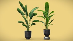 Strelitzia Set pot, indoor, exotic, potted, banana, metal, nicolai, reginae, strelitzia, leaves