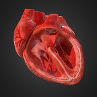 3d Animated Realistic Human Heart V1.0 blend, time, heart, pose, shape, quick, ready, morph, real, render, game, 3d, low, poly, animated, human