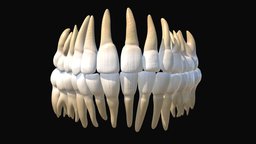 Human Tooth mouth, skeleton, anatomy, baby, bone, teeth, dental, parts, dent, atlas, primary, tooth, science, medicine, canine, pediatric, molar, enamel, cuspid