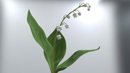 Lily of the Valley with animation plant, grass, garden, props, lily, iclone, 3d, animation, animated, leaves