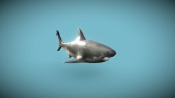 Shark 🦈 fish, ocean, realistic, blender, lowpoly, creature, gameready
