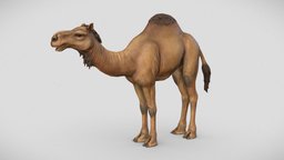 Dromedary Camel africa, egypt, desert, mammal, camel, zoo, arabian, dromedary, sahara, bactrian, hump