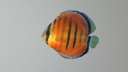 Discus_Animated fish, animals, substancepainter, substance, 3d, model, test, animal, free, animated