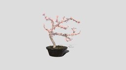 Cherry Blossom Bonsai Tree tree, plant, pot, flower, cherry, branches, pink, blossom
