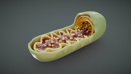 Mitochondria Cross Section Anatomy plant, cross, anatomy, biology, micro, section, cell, study, learning, obj, vr, ar, virus, membrane, fbx, education, dna, science, educational, plasma, eukaryote, chromosome, ribosome, mitochondria, histology, microscopic, nucleus, plasmid, eukaryotic, microbiology, mitochondrion, cross_section, nucleoid, education-teaching, blender, pbr, animal, medical, human, "medical-education", "nucleos"