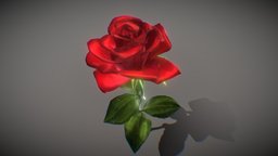 Rose plant, red, flower, flowers, valentine, open, love, rose, gift, single, fresh, roses
