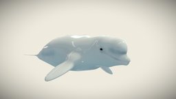Beluga whale cute, mammal, wet, shiny, aquatic, friendly, water, bulbous, squishy, beluga, marine-life, animal, marine-biology