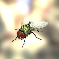 House Fly bug, fly