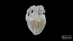 Atria & Ventricles heart, human, anatomy-body-parts