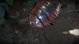 Giant Burrowing Cockroach cockroach