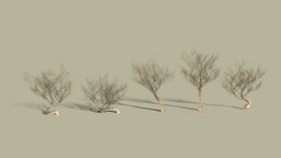 Dry Bushes trees, tree, plants, small, desert, dead, wasteland, collection, scary, dried, old, bush, dry, bushes, cartoon, fantasy, spooky