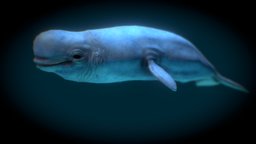 Beluga (Delphinapterus leucas) ice, pet, ocean, vr, whale, artic, iceberg, beluga, delphinapterus-leucas, sea