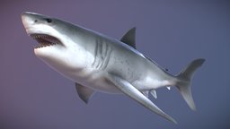 Megalodon shark, marine, fish, big, predator, giant, artist, jaws, acuatic, 3d, art, model, zbrush