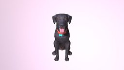 1802002 Charlie dog, white, pet, sitting, muzzle, 3dprinting, preview, labrador, 3dprint, zbrush, black