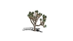 Realistic HD Joshua tree (30/30) trees, tree, plant, plants, desert, outdoor, foliage, nature, succulent, north-america, scrubland