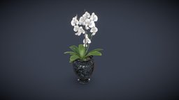 Vase_Potted_Plant plant, victorian, flower, orchid, vase, ornament, potted