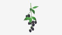 Blackberries on branch with leaves plant, food, fruit, raw, organic, garden, natural, leaf, branch, berry, blackberry, juicy, ripe, 3d, pbr, black