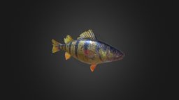 Low-poly Perch fish, fishing, videogame, perch, aquatic, game-ready, low-poly, game, animal, rigged
