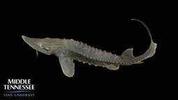 Lake Sturgeon fish, biology, ichthyology, mtsu, 4220, 5220