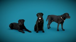 DOGs Three Pack A anatomy, archviz, dog, exterior, animals, photorealistic, pack, bundle, dogs, labrador, low-poly-model, offer, 3dprint, photogrammetry, 3dscan, animal, interior, offer-price