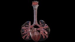 Fetus heart and lungs week sixteen (16) anatomy, lungs, fetus, embryology, embryo, fetal, respiratory, bronchi, foetal