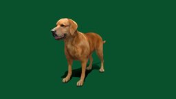 Golden_Retriever dog, pet, animals, mammal, retriever, doggy, golden, lupus, breed, canis, familiaris, nyi, nyilonelycompany
