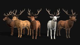 Deers horns, forest, deer, wild, stag, doe