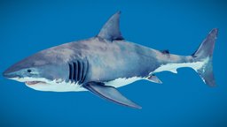 Great White Shark Animated shark, white, ocean, great, jaw, jaws, swim, greatwhiteshark, swimming, sealife, sharks, greatwhite, animatedcharacter, sharkcreature, game, animated, sea