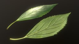 Forsythia Leaves leaf, high-poly, elderberry, 3dhaupt, software-service-john-gmbh, leaves, forsythia, forsythia-x-interm